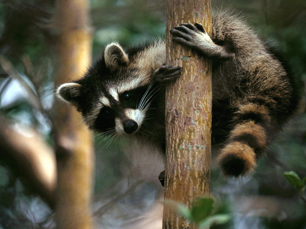 Tree Hugger, Raccoon